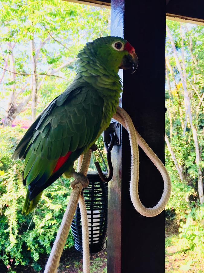 Casa Oceana Bed & Breakfast ボカス・タウン エクステリア 写真